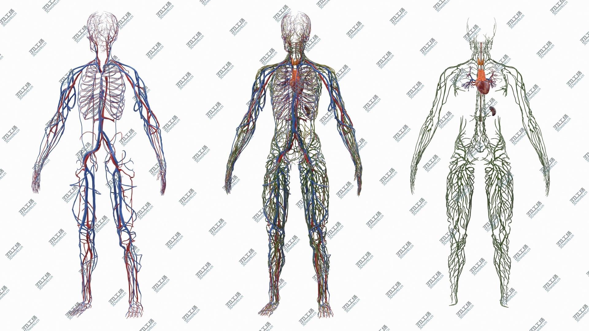 images/goods_img/20210319/Male Cardiovascular Lymphaticand and Nervous Systems 3D model/3.jpg